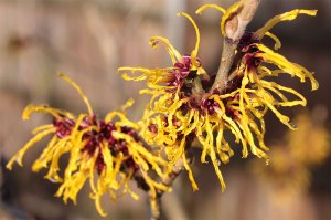 witch hazel - aftershave